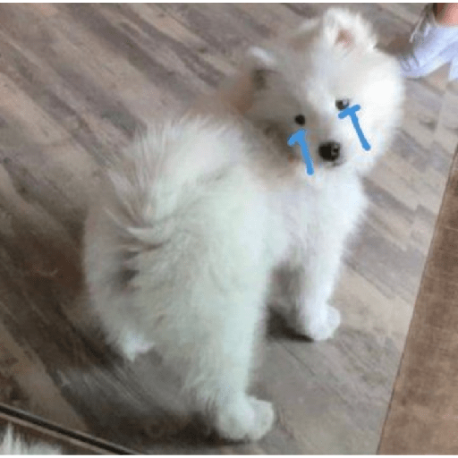 Samoyed meme cute 1