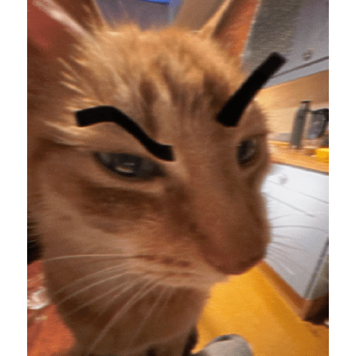 Funny cats  11