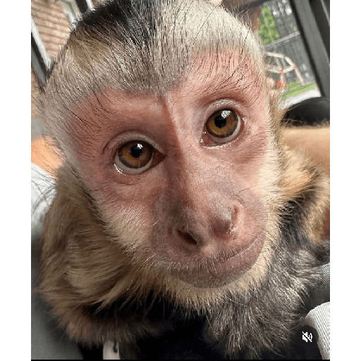 Monkeys 🐒 23