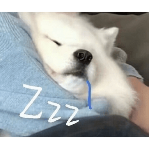 Samoyed meme cute 6