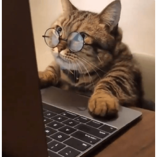 Gatinhos 2