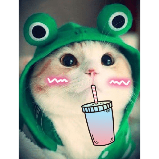 Gatos fofos 4