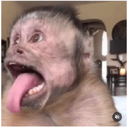 Monkeys 🐒 13