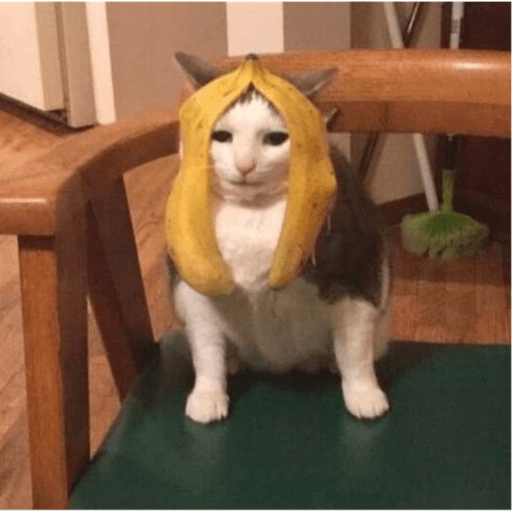 Gatitos y algunos perros 7