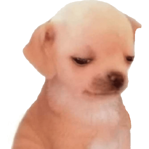 Perritos raros 7