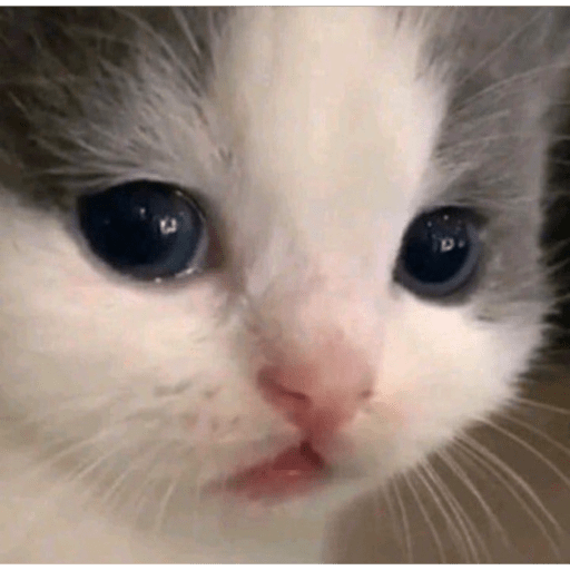 Cats 14