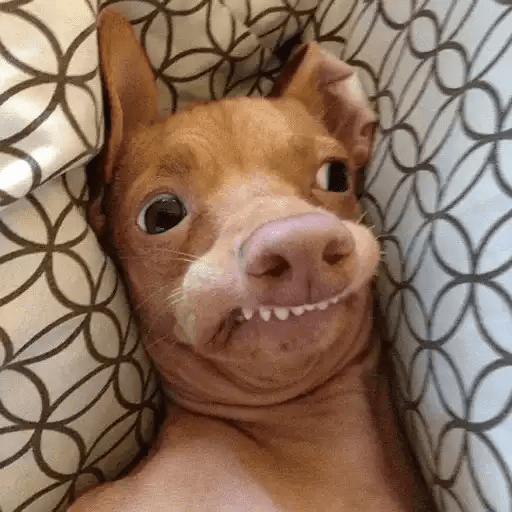 Perritos 11