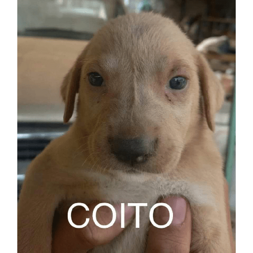 Perritos raros 14