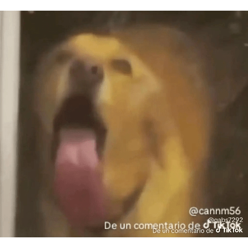 ñoche 28