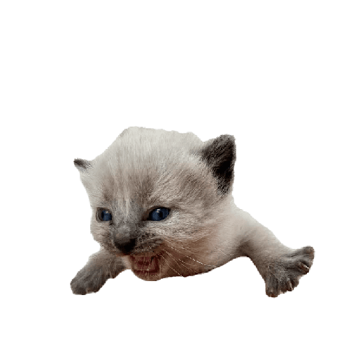 Random 1 18