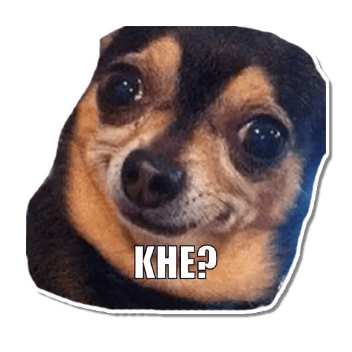 Perritos 7