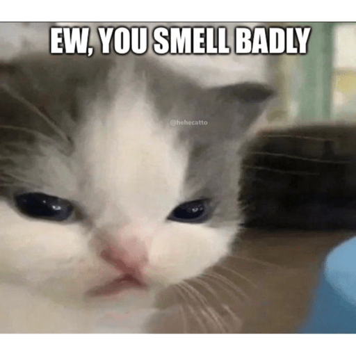 Cats 29