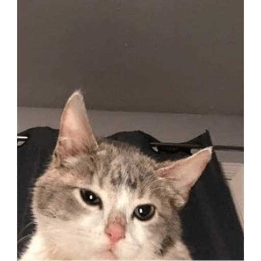 Gatitos y algunos perros 1