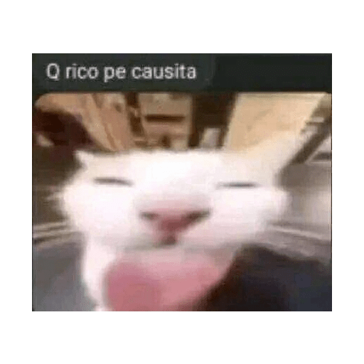 ñoche 5