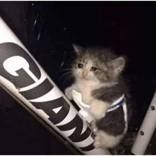 Cats 30