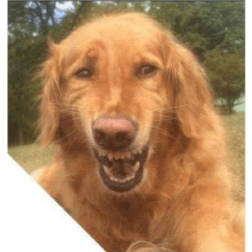 Perritos raros 12