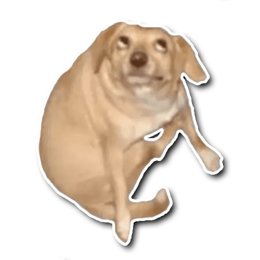 Perritos 9