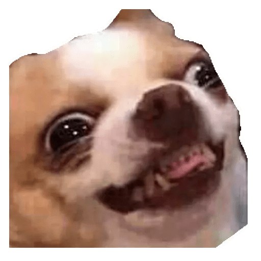 Perritos 6