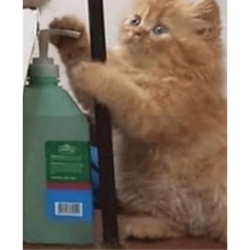 Gatitos y algunos perros 5