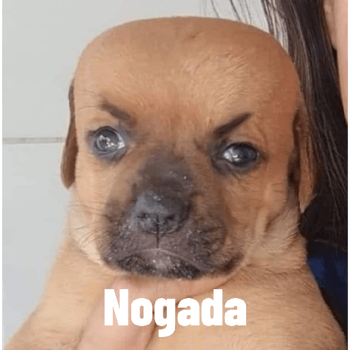 Perritos raros 16