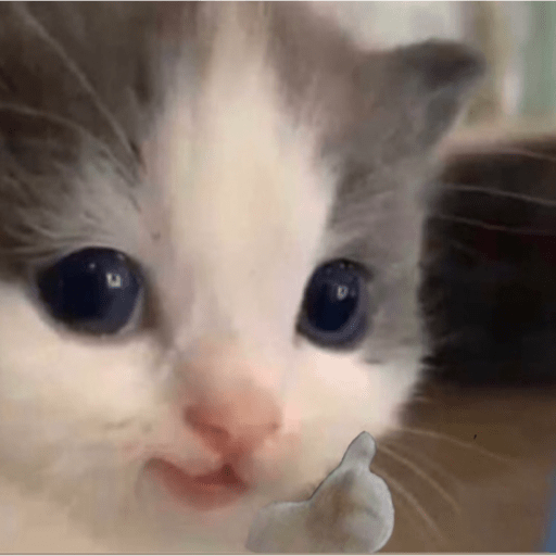 Cats 19