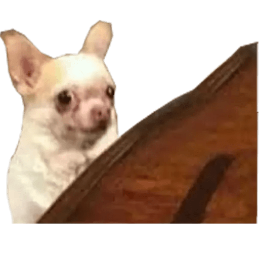 Perritos 8