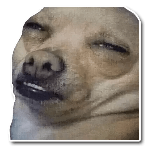 Perritos 10
