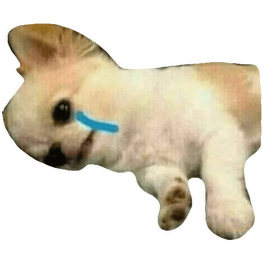 Perritos 5
