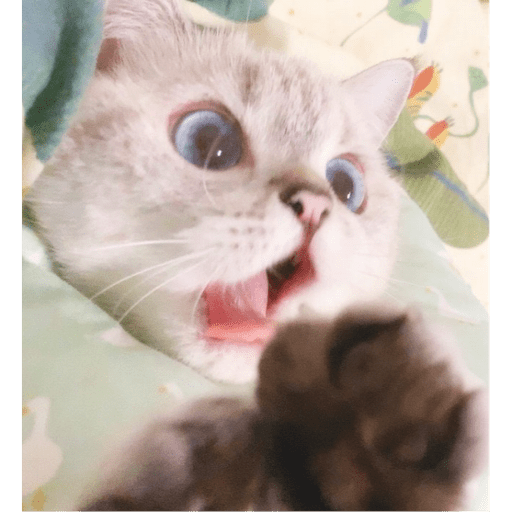 Gatitos y algunos perros 11