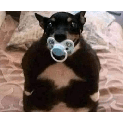 Perritos raros 2