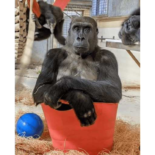 Monkey c 9