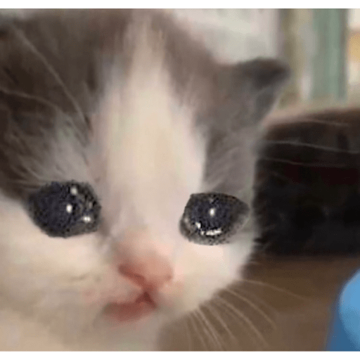 Cats 15