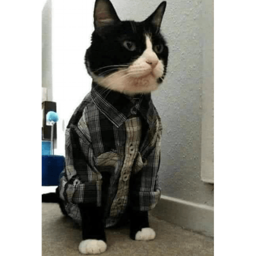 Gatitos y algunos perros 6