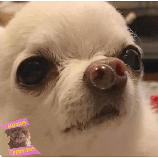 Perritos raros 6