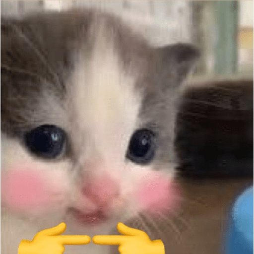 Cats 17