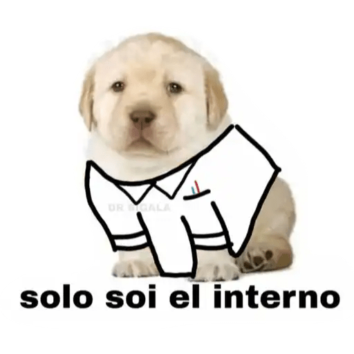 Perritos 1
