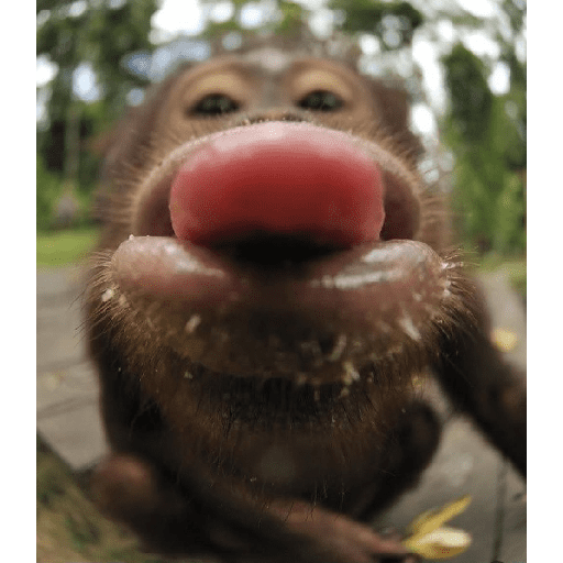Monkey c 3