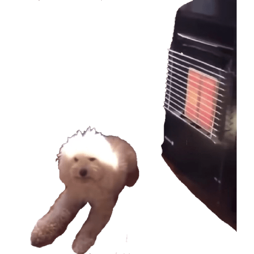 Perritos 14