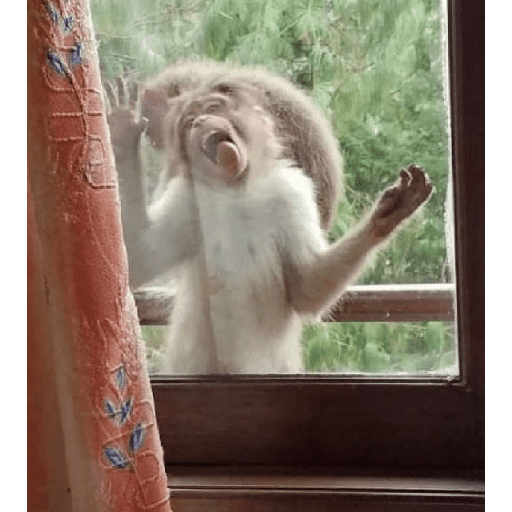 Monkey c 11