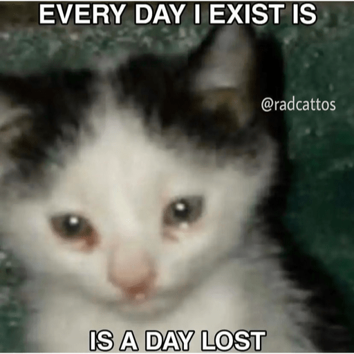 Cats 11