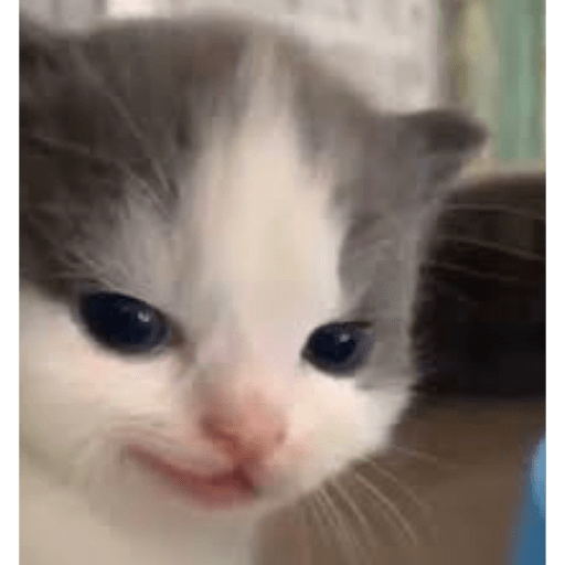 Cats 20