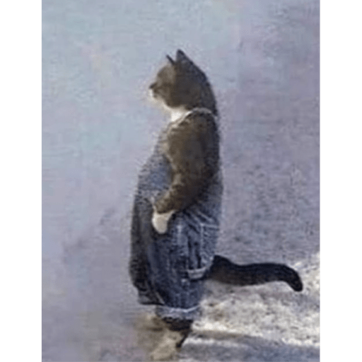 Gatitos y algunos perros 16