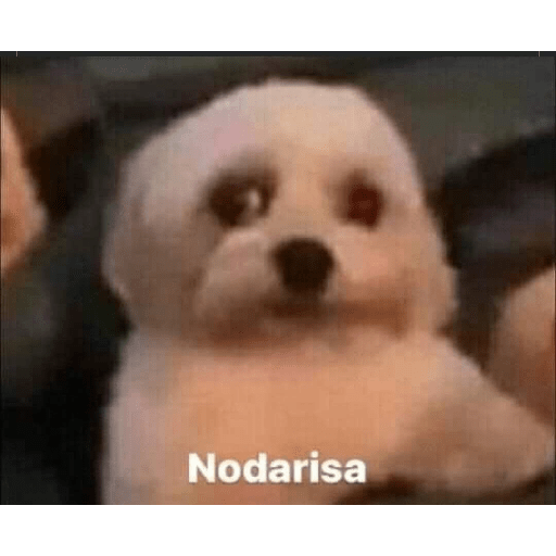 Perritos raros 17