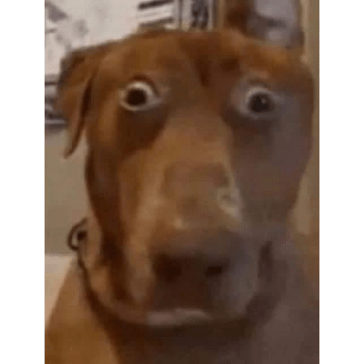 Perritos raros 19