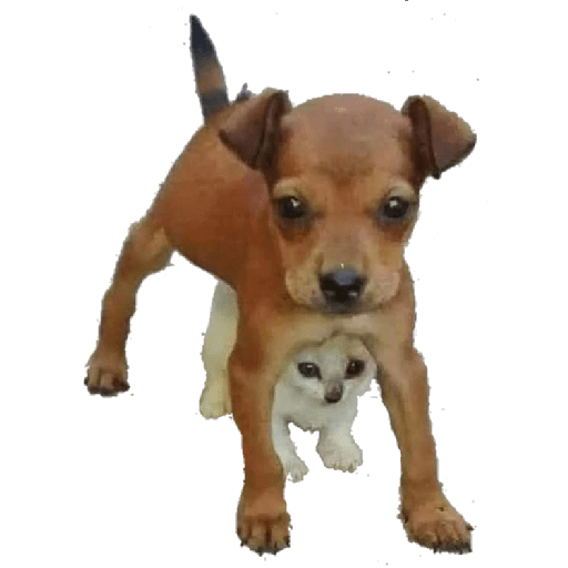 Perritos 12