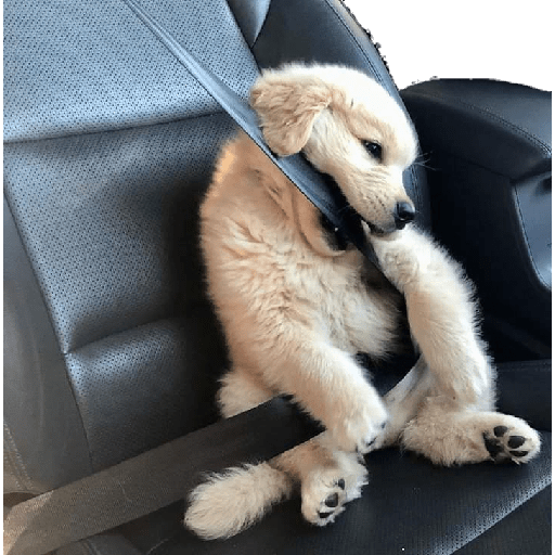 Perritos 16