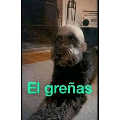 Perritos raros 8