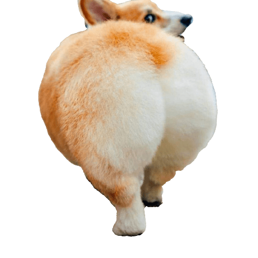 Perritos raros 9