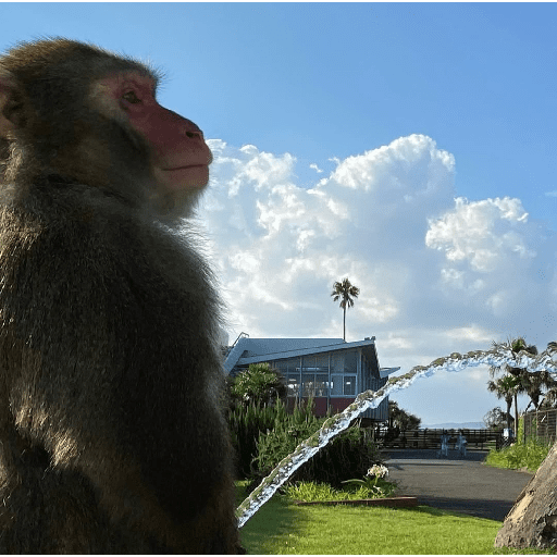 Monkey c 4