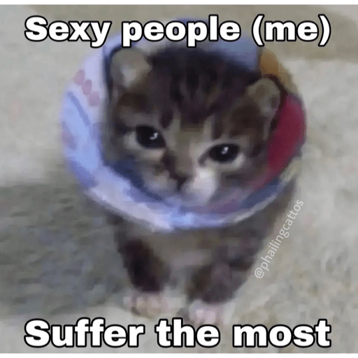 Cats 23